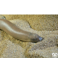 گونه کور مار بلوچستانی Brown Sand Boa